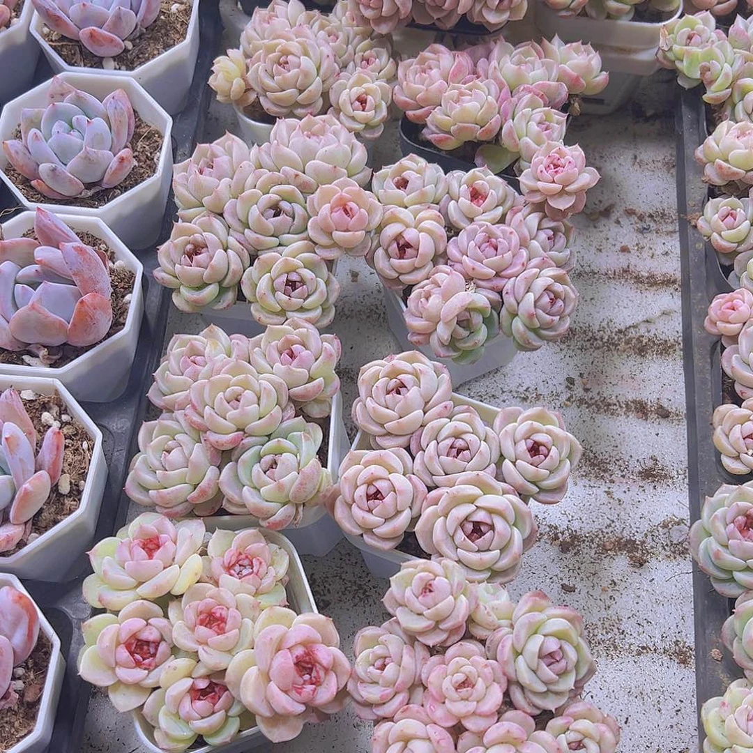 5头起天鹅龙19包邮