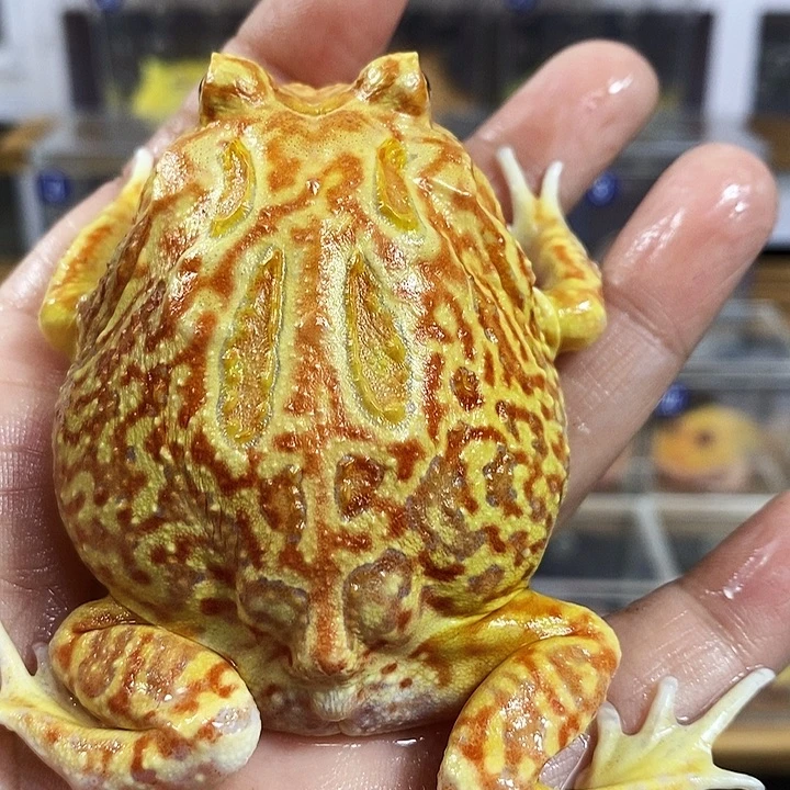 角蛙160号南瓜角蛙