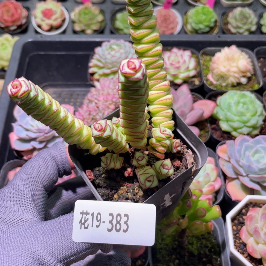 花利美19-383钱串