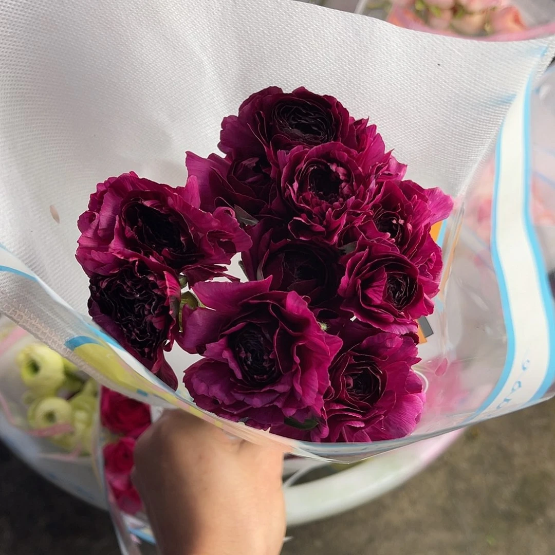 完全开放超大（特瑞莎）8-10枝