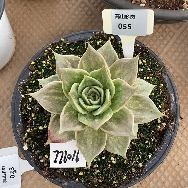 植***张55直播福利虎皮星星锦