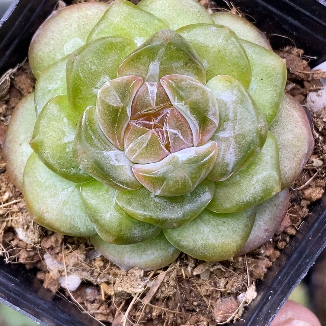 糖心30包邮非偏远