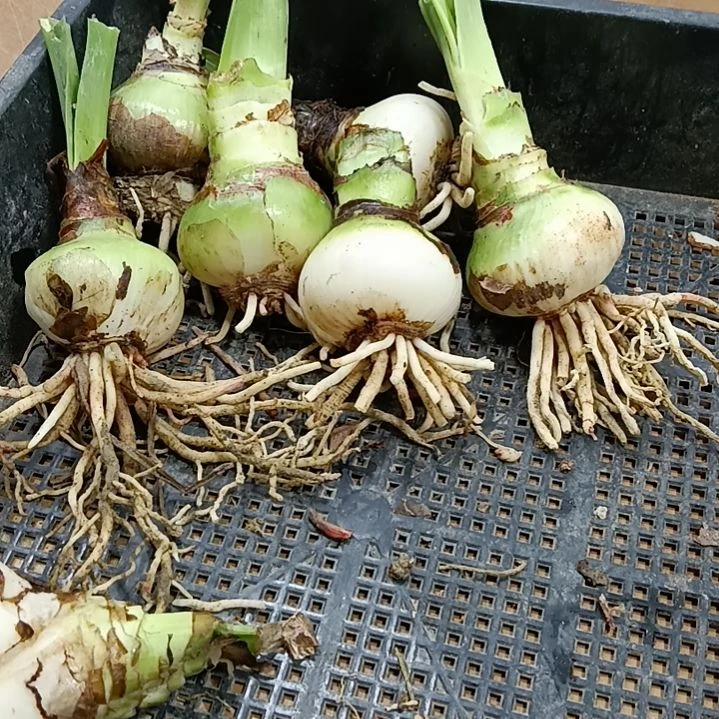 无花朵品种混球4+发6个