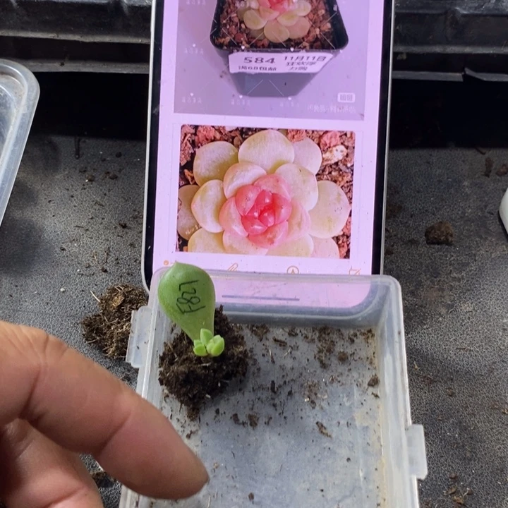 穴盘风花827芽苗一个