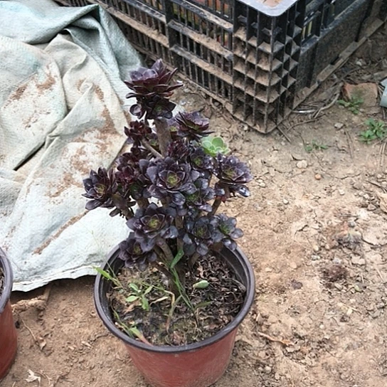 难***忘黑法师多肉植物20