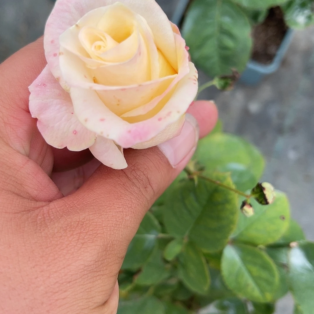 无花朵——-伯恩 福利款