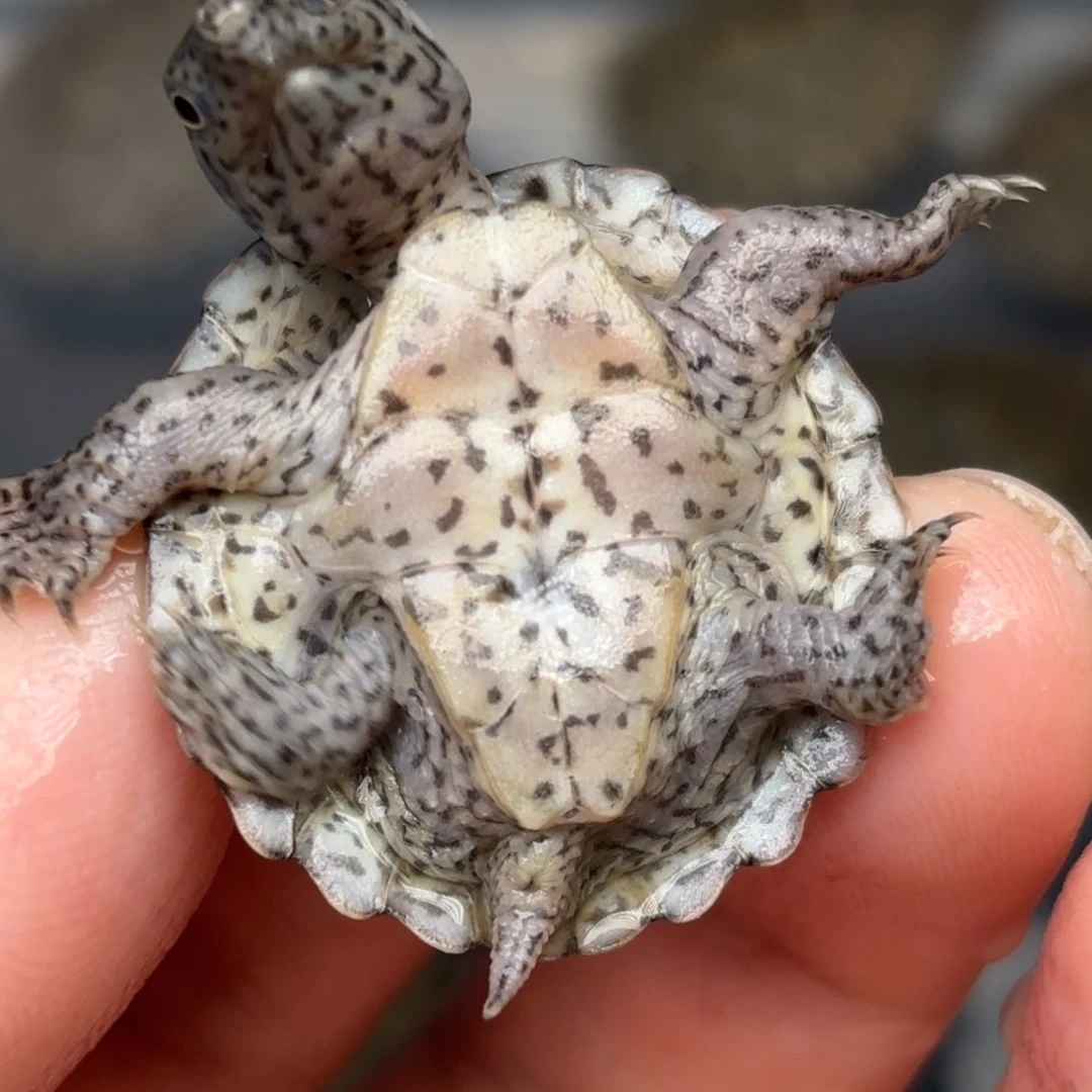 宠物龟不分公母F14全品双满文粗纹大尾巴剃刀