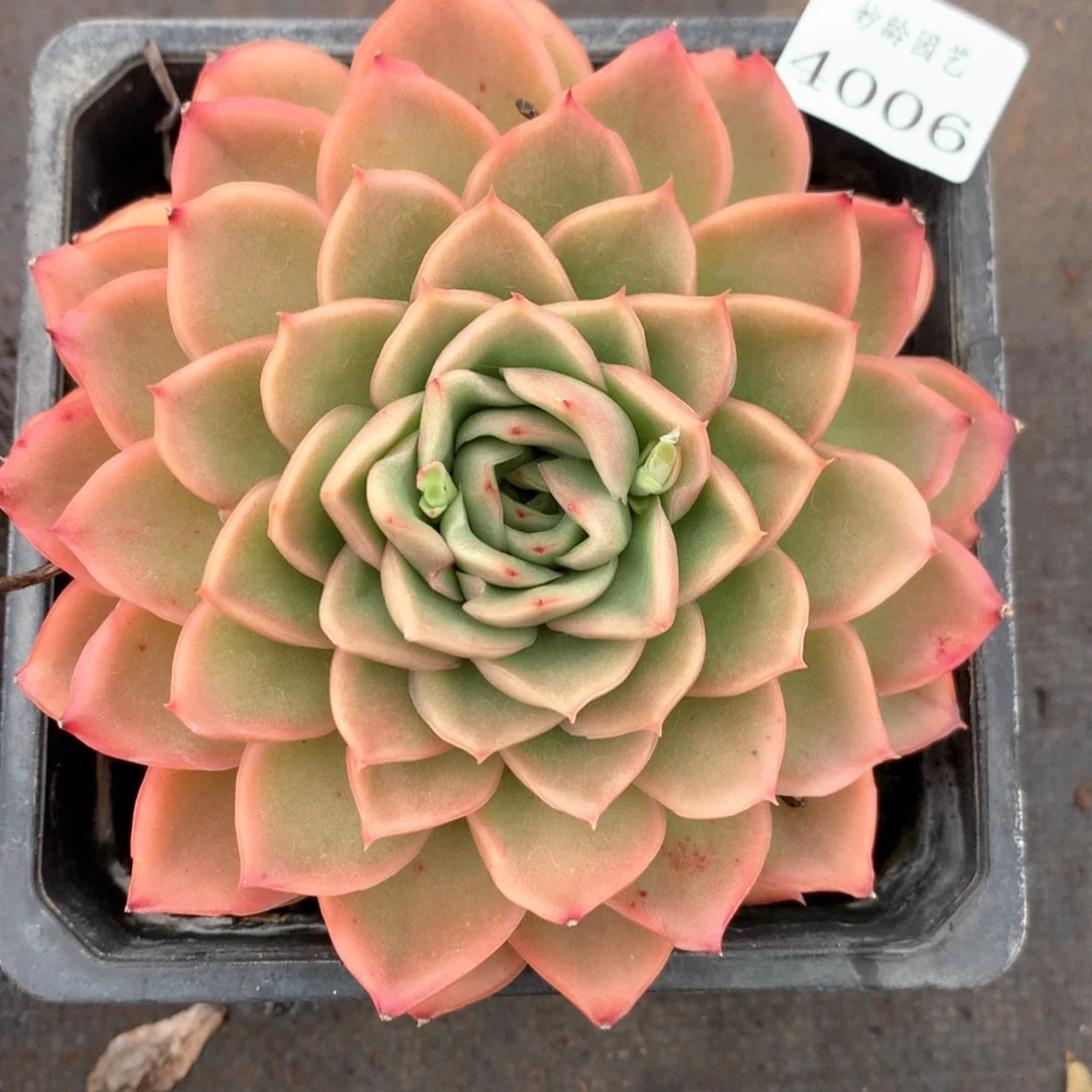 4006杂交多肉植物