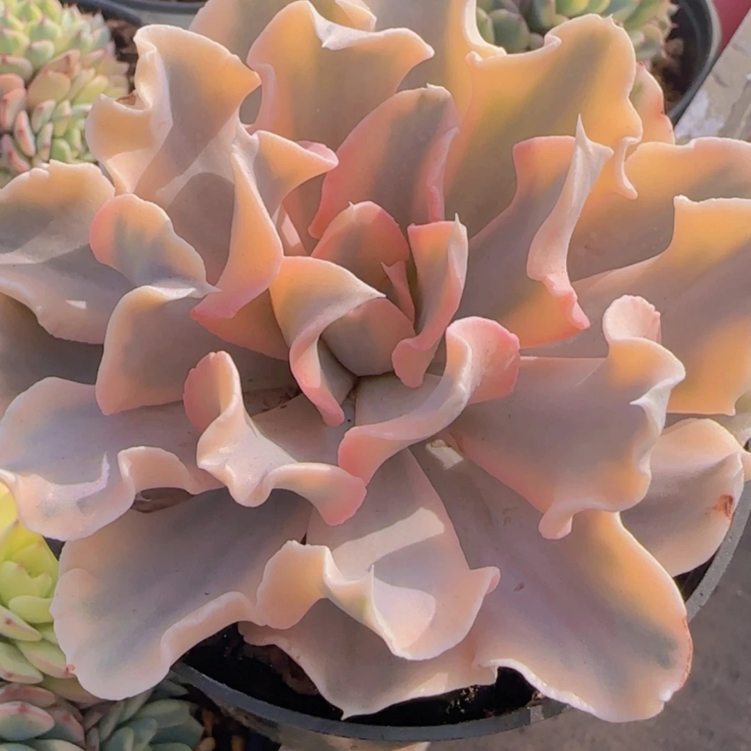 【闪购商品】利比里亚锦