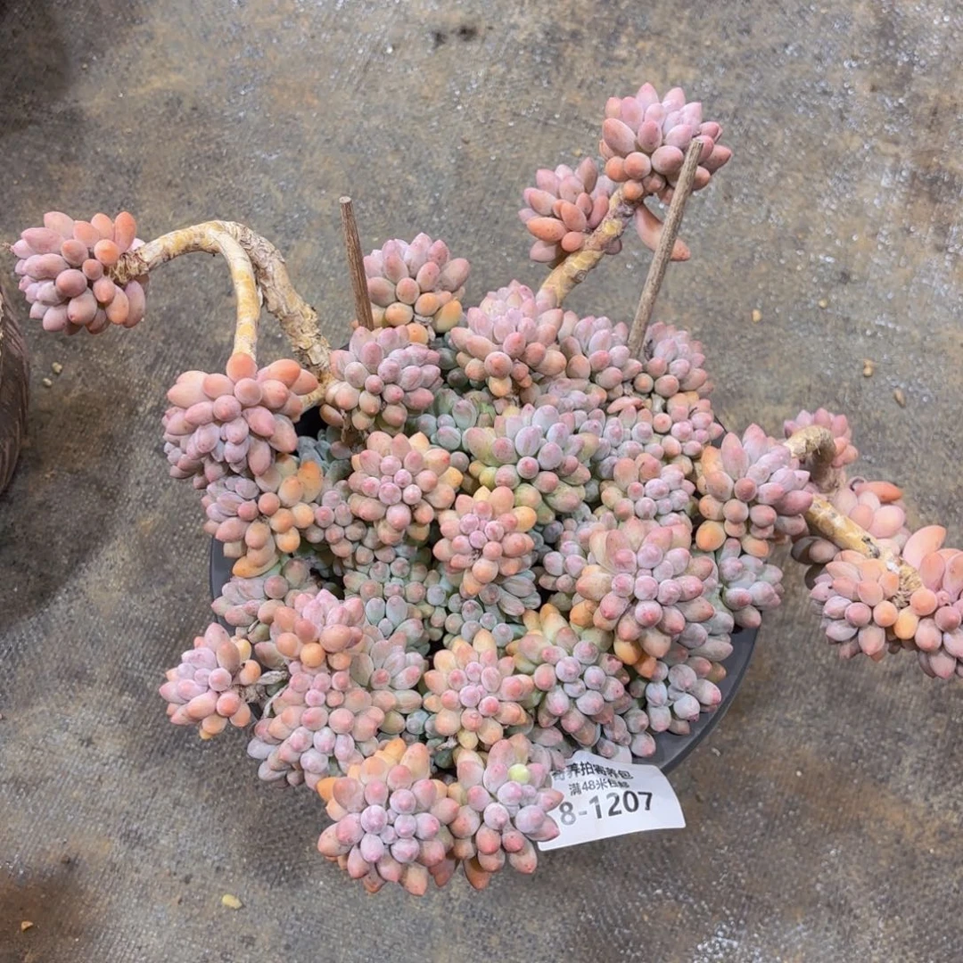 ②***爷1207婴儿手指多肉植物