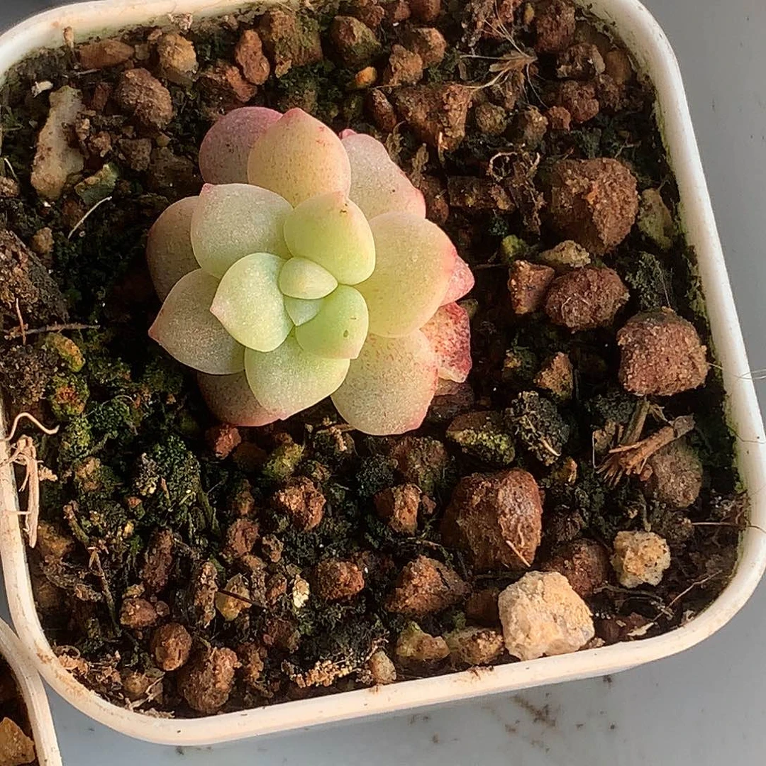 冰玉石化锦一物一拍3厘米左右
