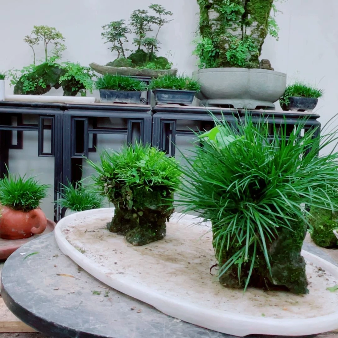 无铅玻璃用****2铁线蕨铁线蕨铁线蕨