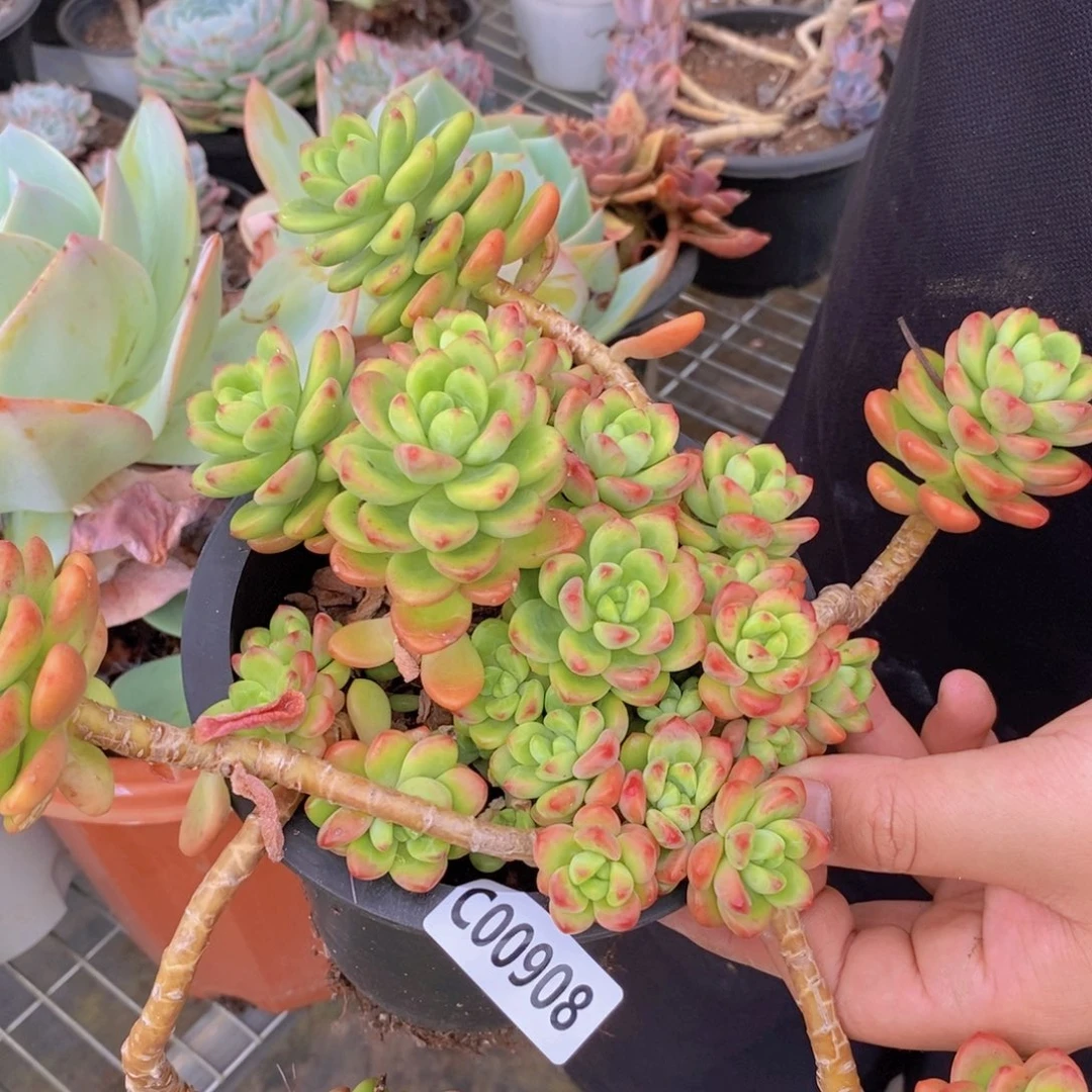 908香格里拉一物一拍
