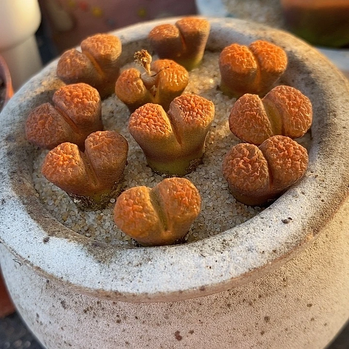 超级蛋糕风铃一颗