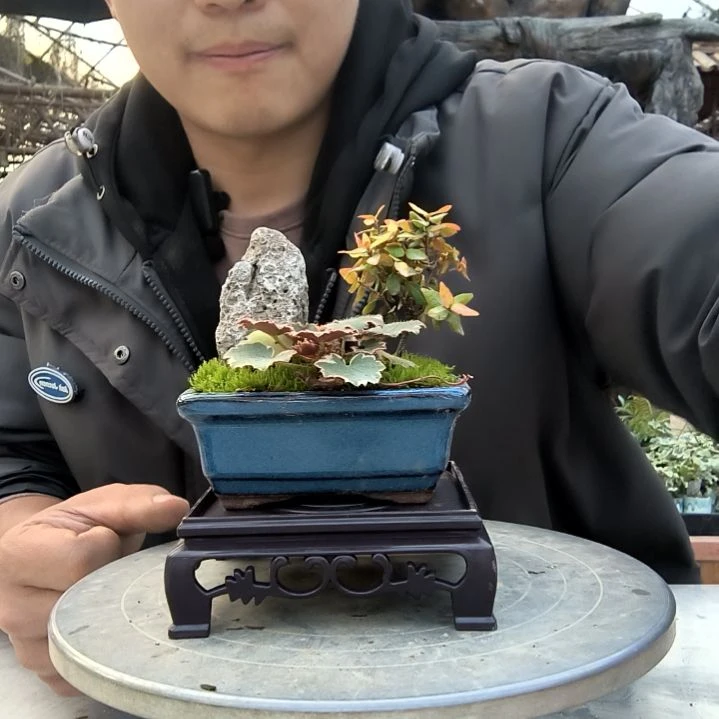 怡**G小盆景小植物一物一拍94