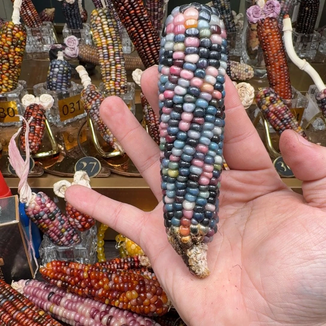 柏香籽/百香籽吊坠Y***贝