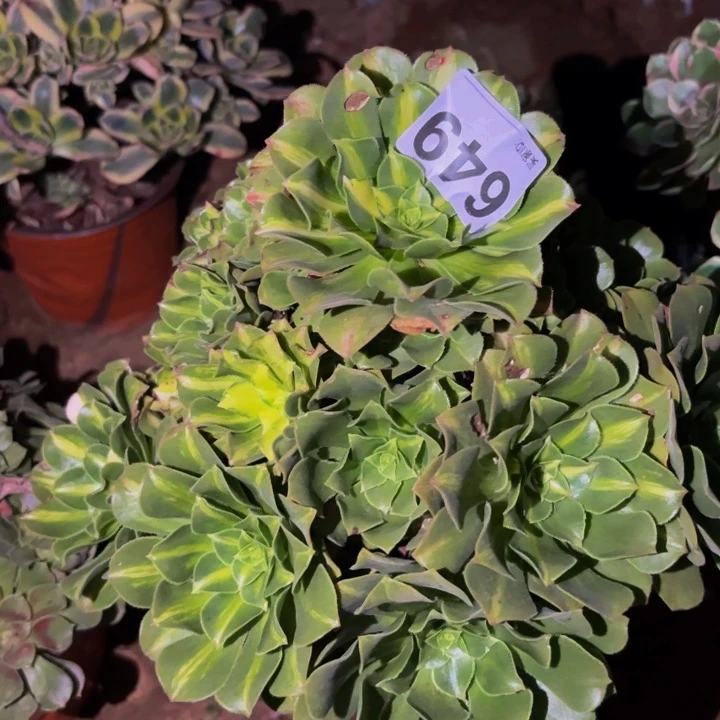 649夜光杯多肉植物不售后