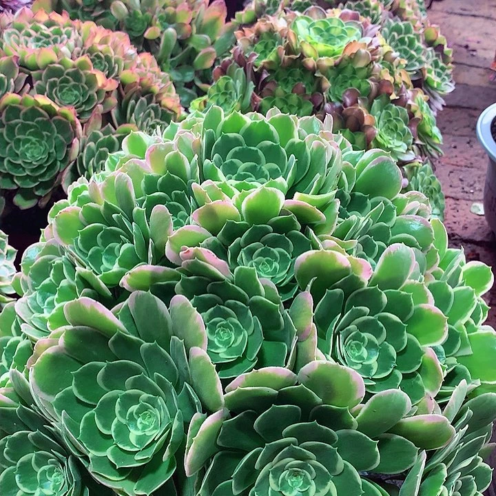 大白凤，多肉植物