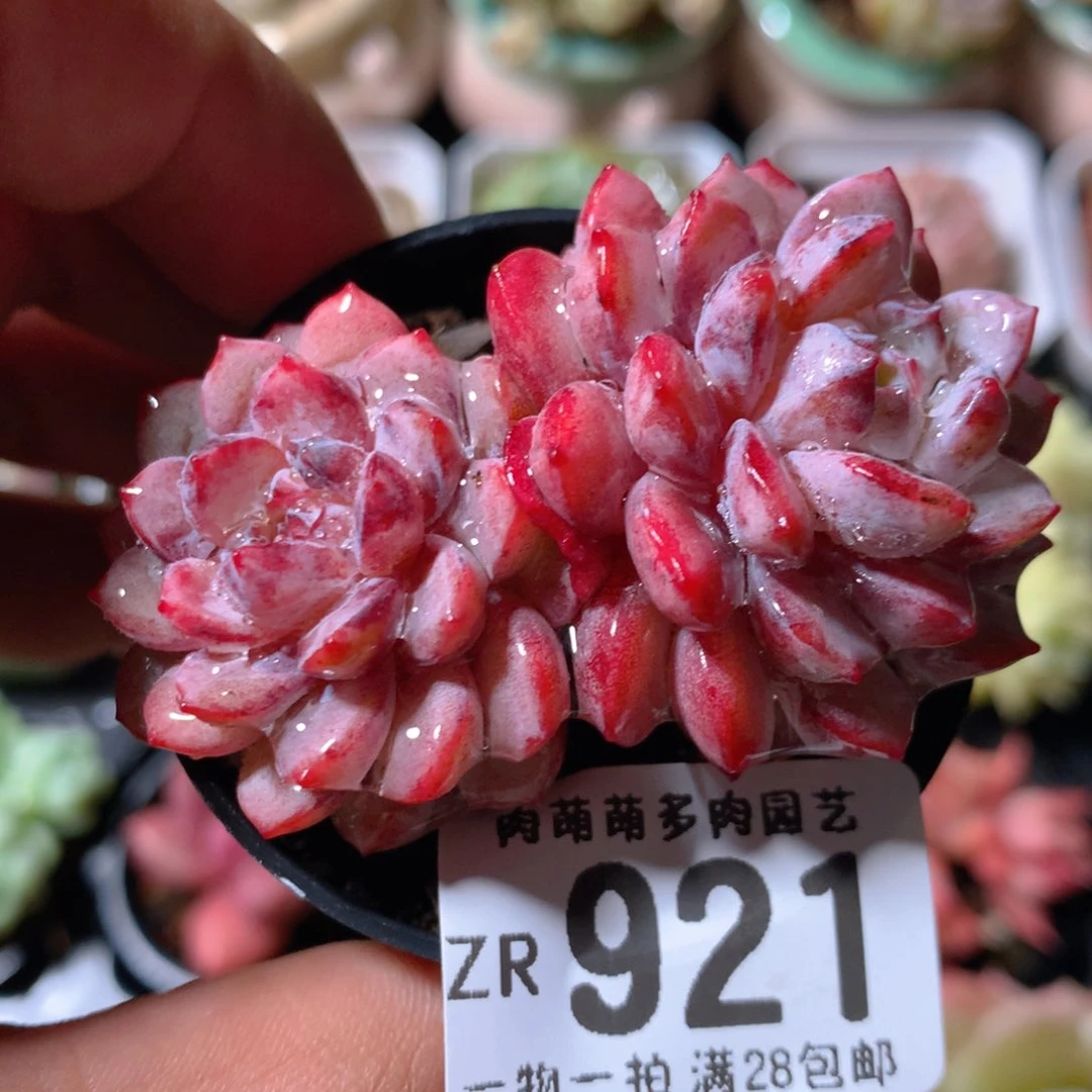 5CM拇指盆精控多肉ZR921