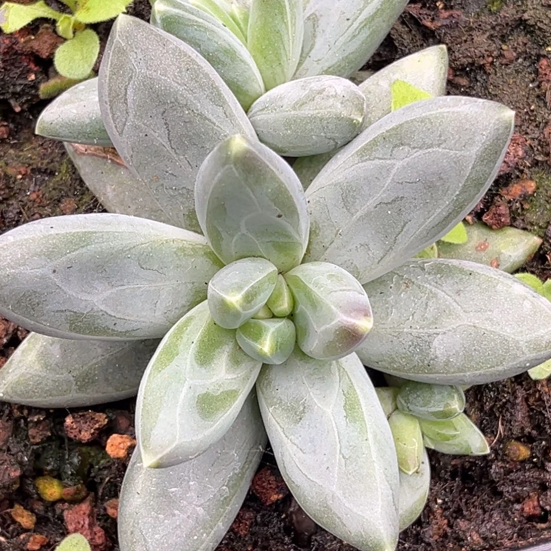 美人系多肉植物204