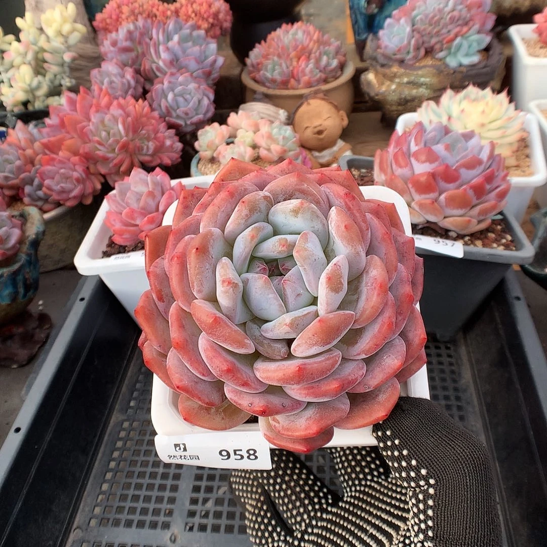 958蒙克多肉植物多肉