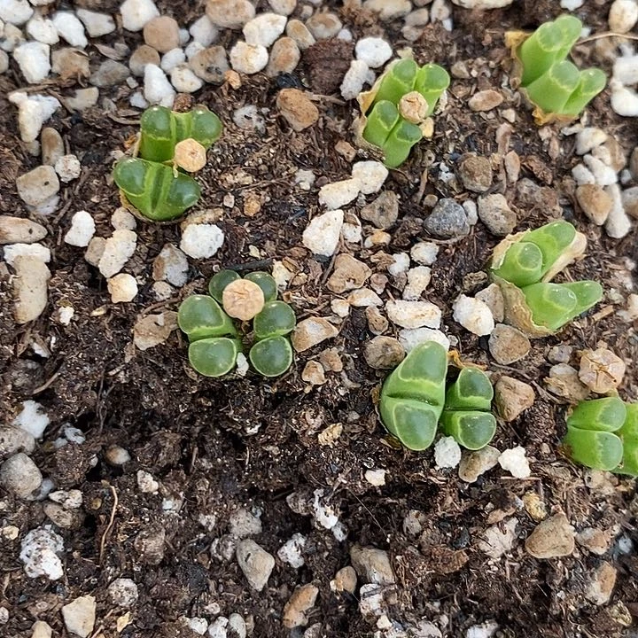 双头粉佛肚风铃一颗。