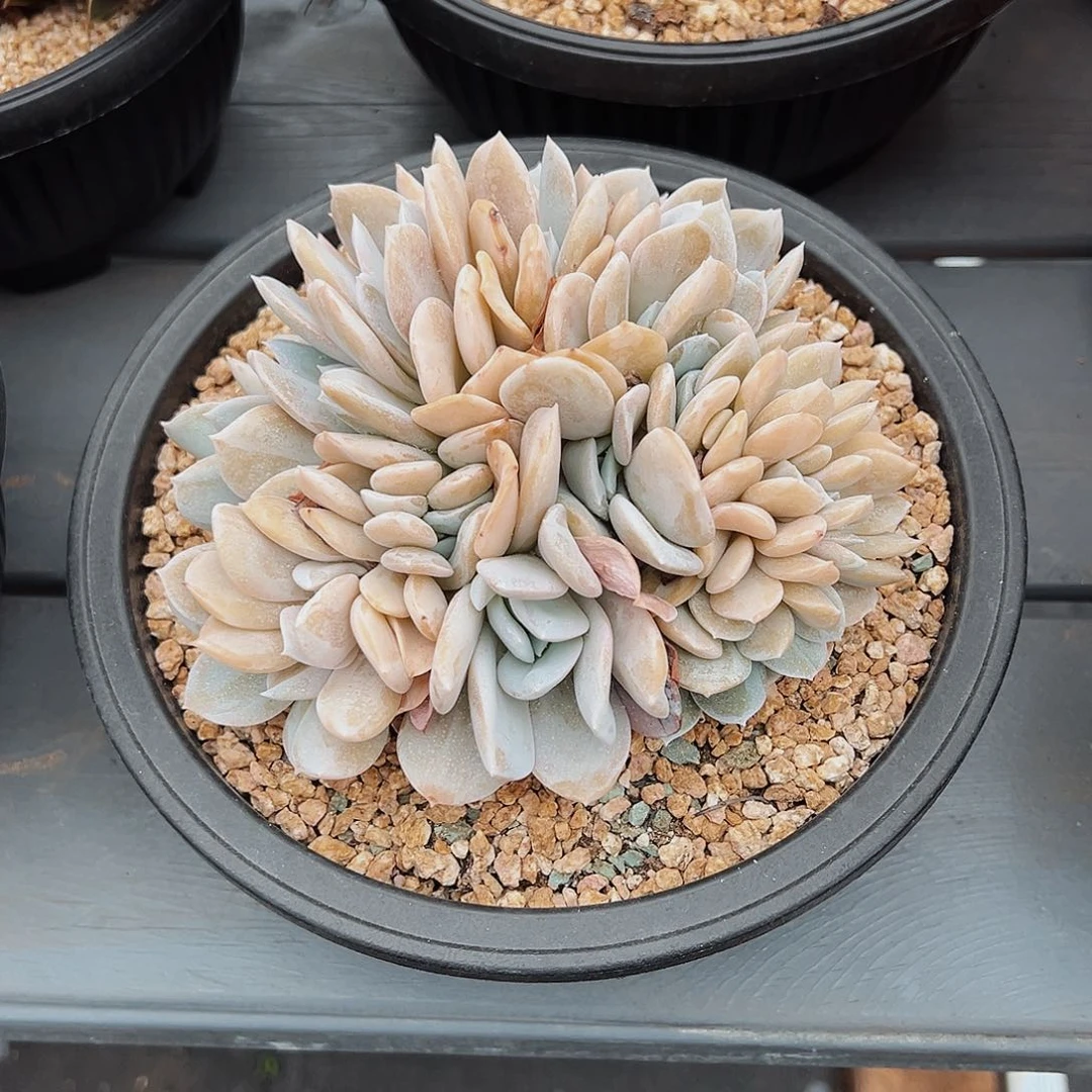 6-15-13雪特朵朵缀