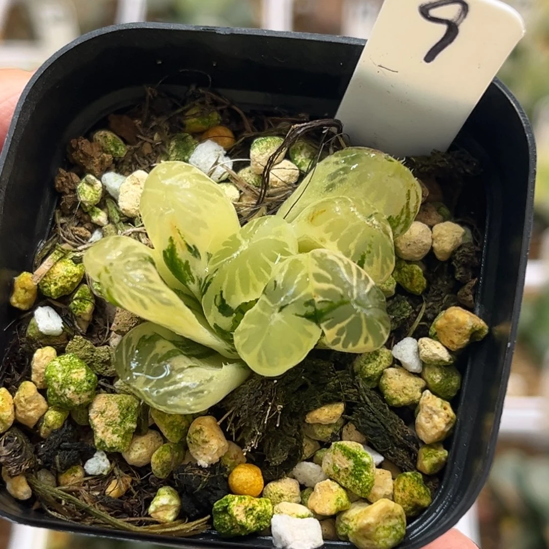 9极上斑别系玉露锦福利专场