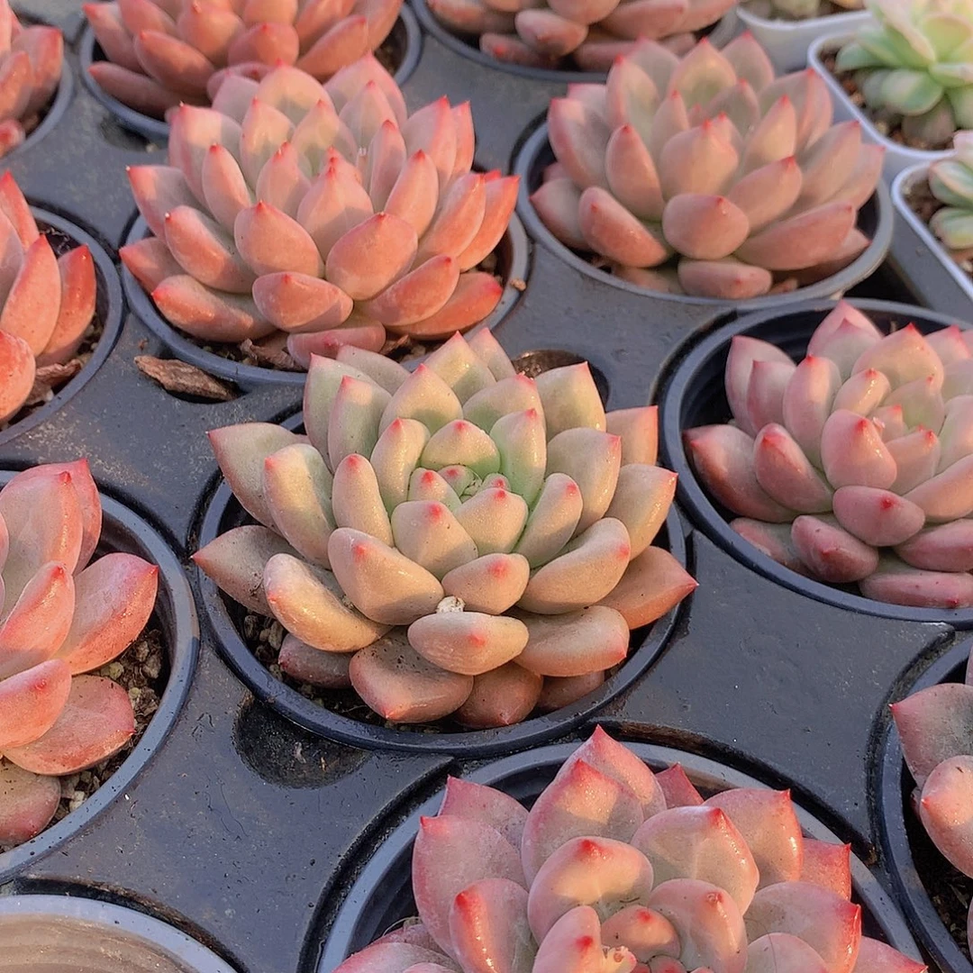 赫本鲁斯467889900000