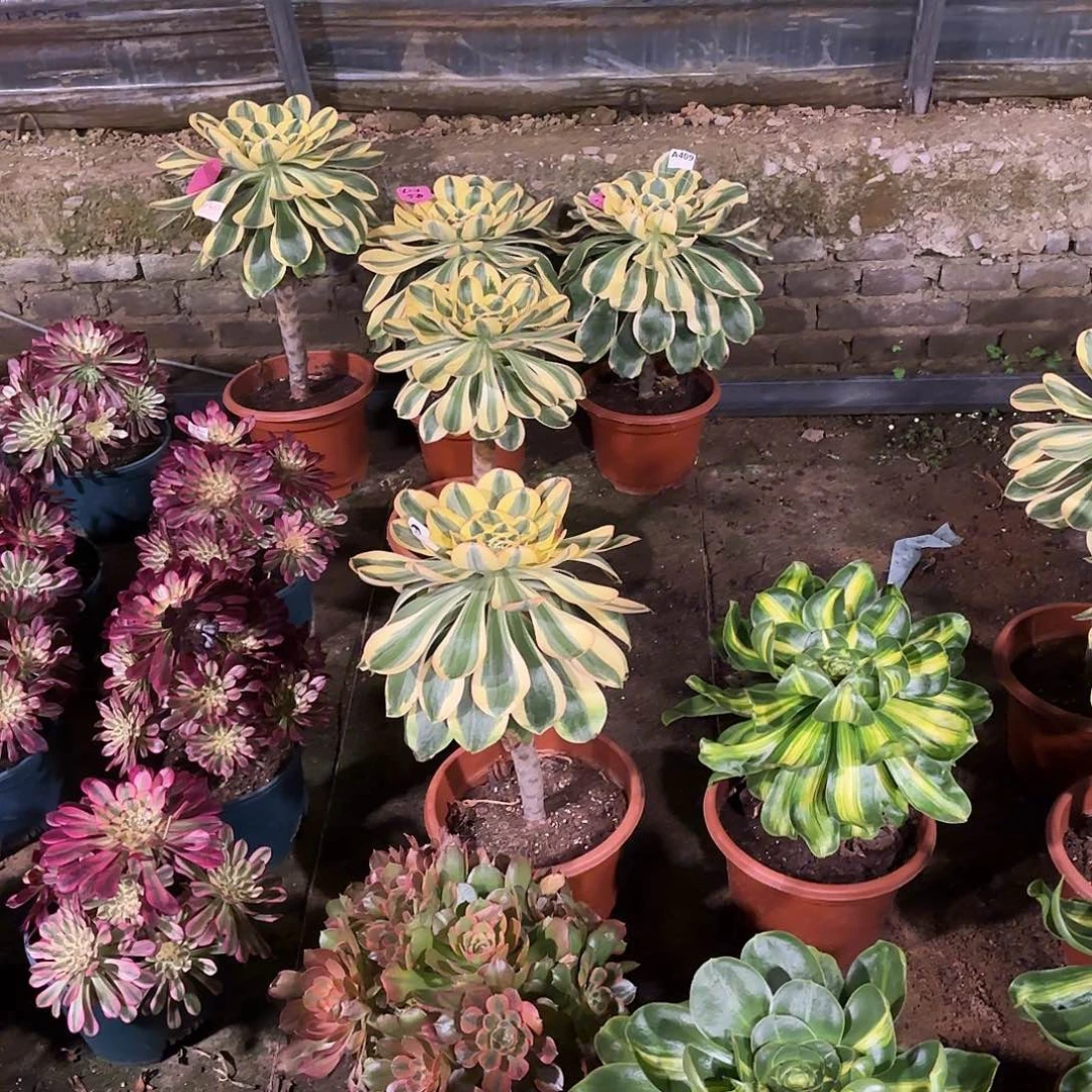 曦多肉法师王菲君美丽带小芽