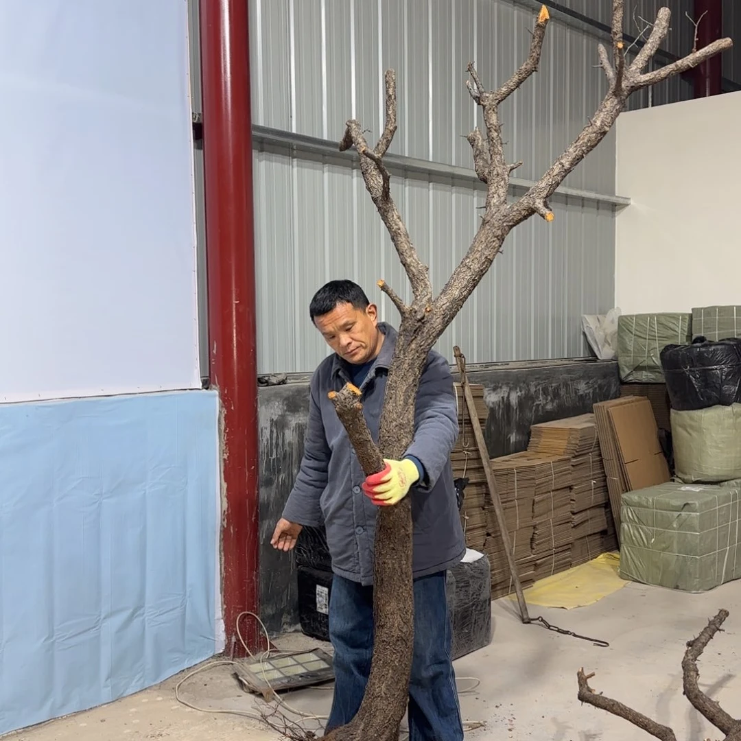 鸿***堂无花朵果盆111111