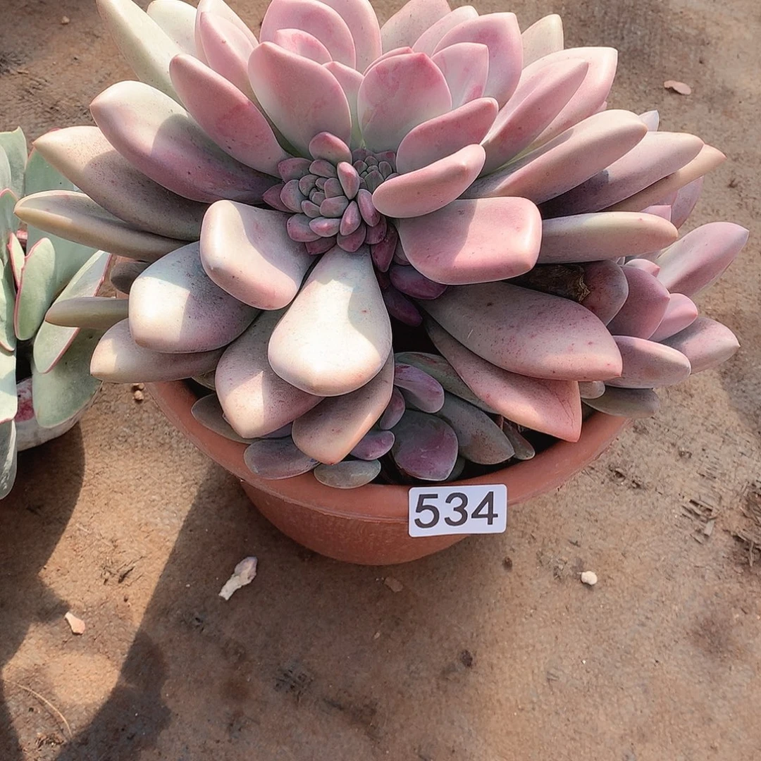 534奥普 一物一拍多肉