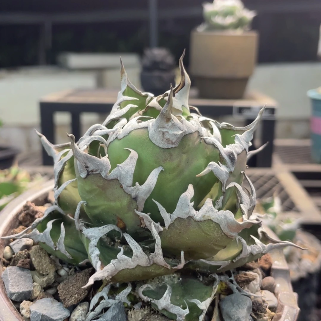 布***斯不帶盆默認瑕疵88888888888888