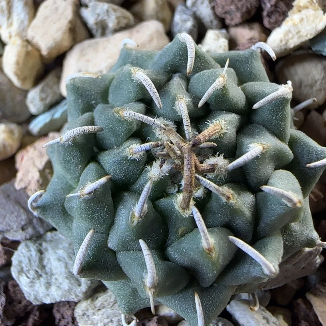 013实生安德森多肉2厘米