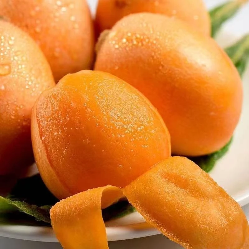 【四川大五星枇杷】正宗枇杷新鲜采摘果农直销直发顺丰包邮坏果包赔