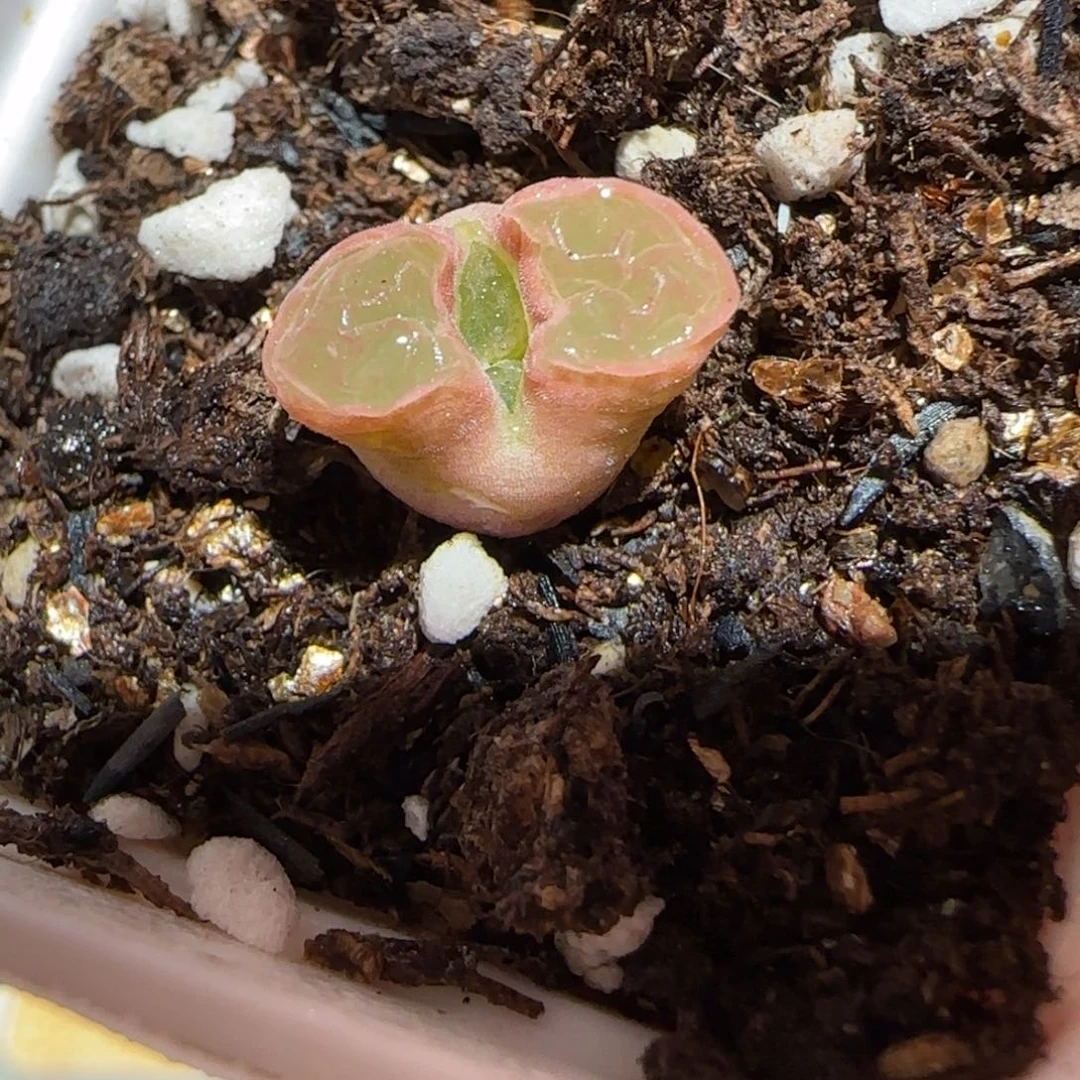 肉锥多肉植物百科-磁铁782