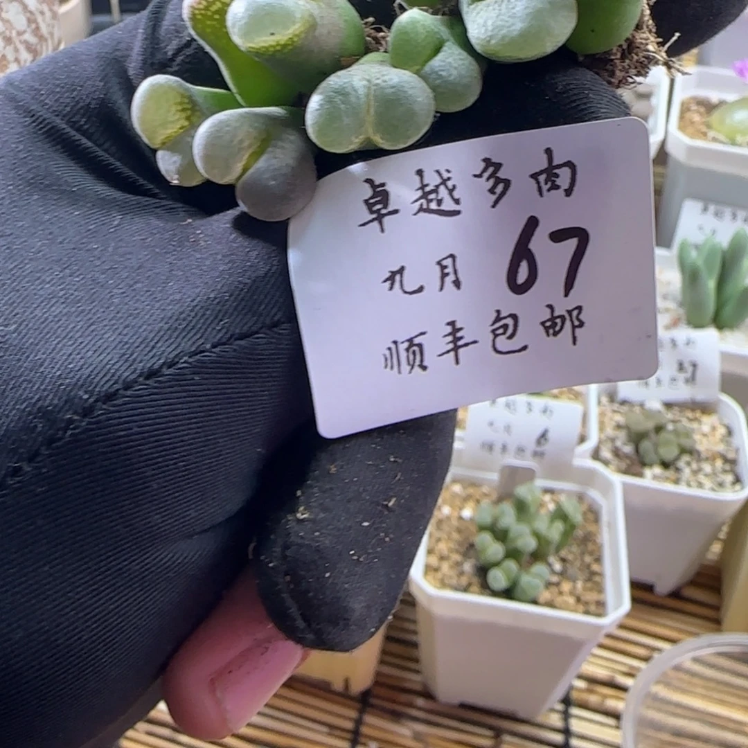 顺丰包邮一物一拍-67