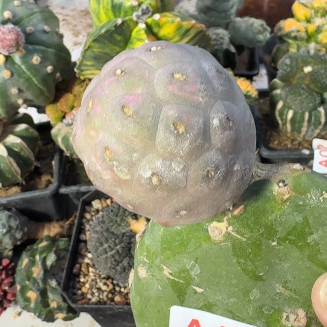 【闪购商品】8*紫皮鹅蛋167