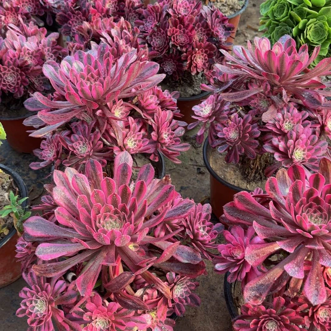 黑铜白手捧9.9多肉植物