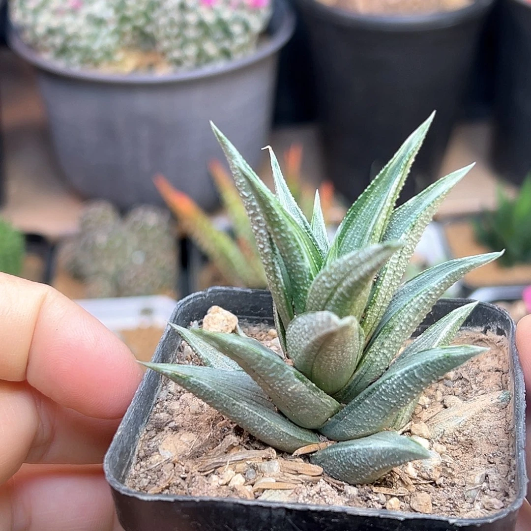 象牙塔白锦拉丝锦一颗
