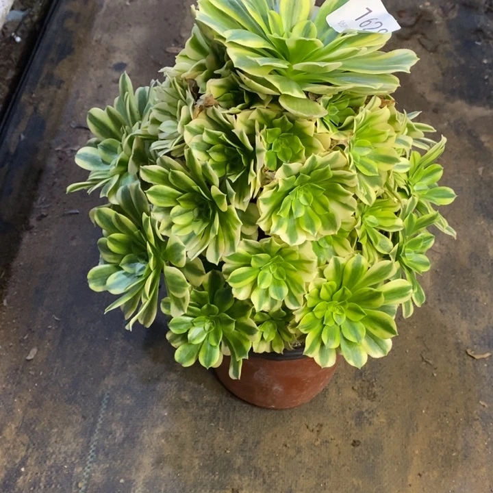 给***暖金丝翡翠多肉断头不包1629