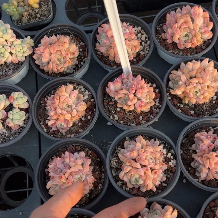 颜如玉女王群一颗量拍多肉满20包邮初7发货