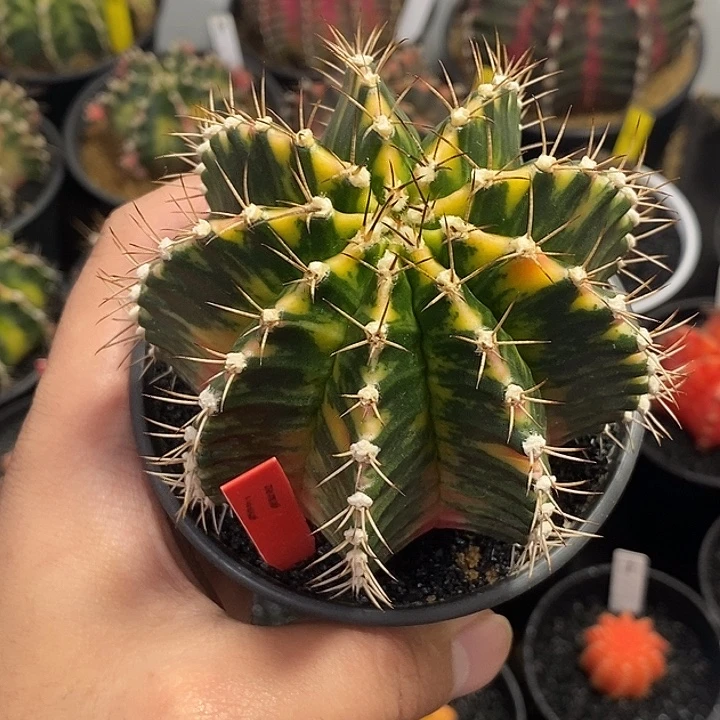 泰系全品米哈—带盆土发货9