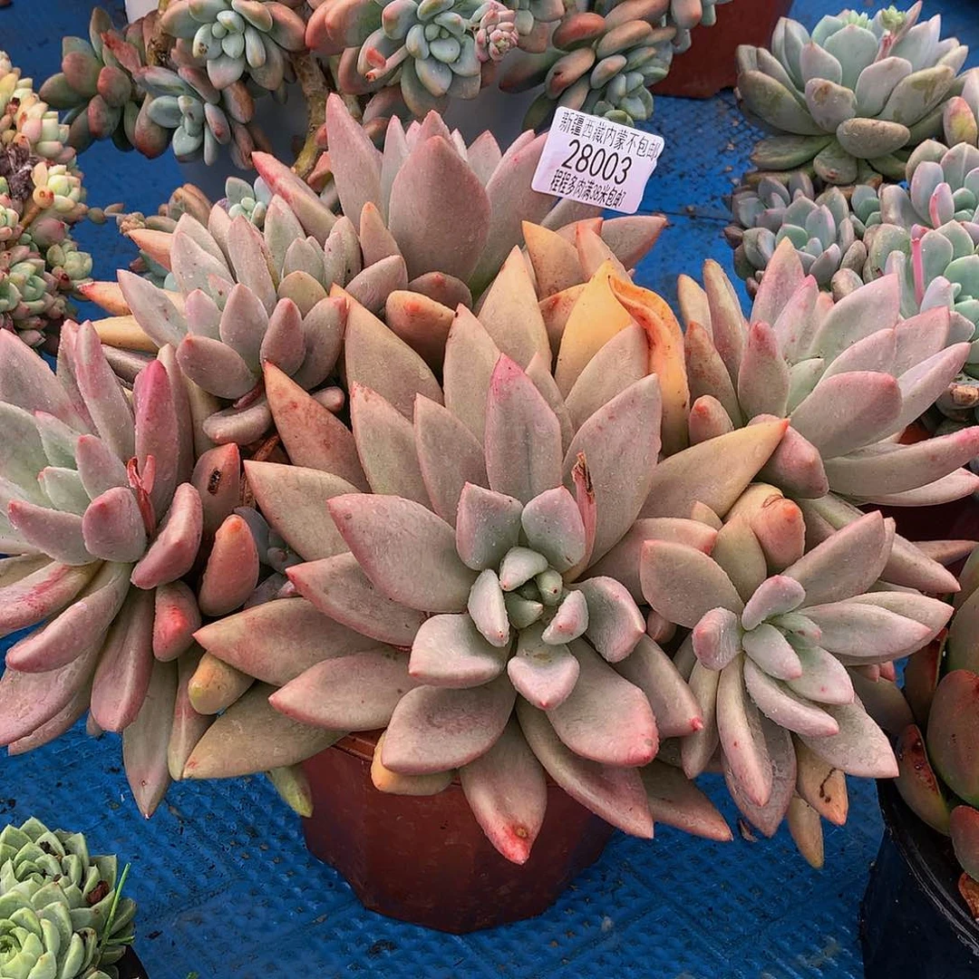 冠****古桃花源28003多肉多肉