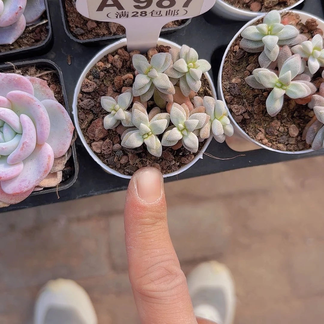 A987白鹿一物一拍