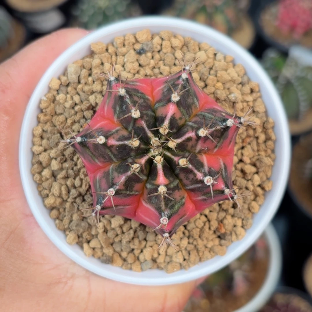 泰系米哈仙人球金奖侧10