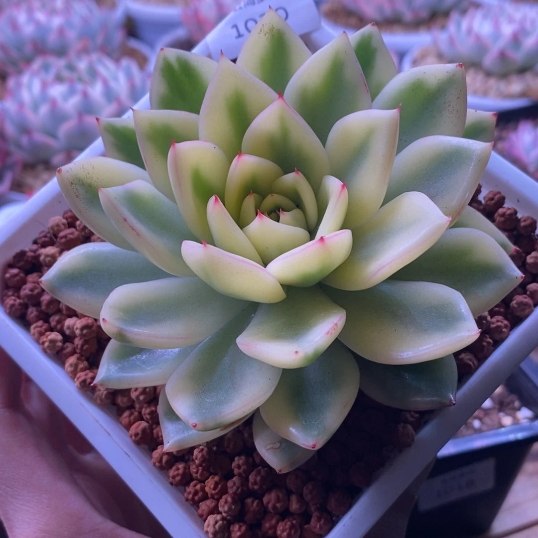 汉娜锦 多肉植物1020