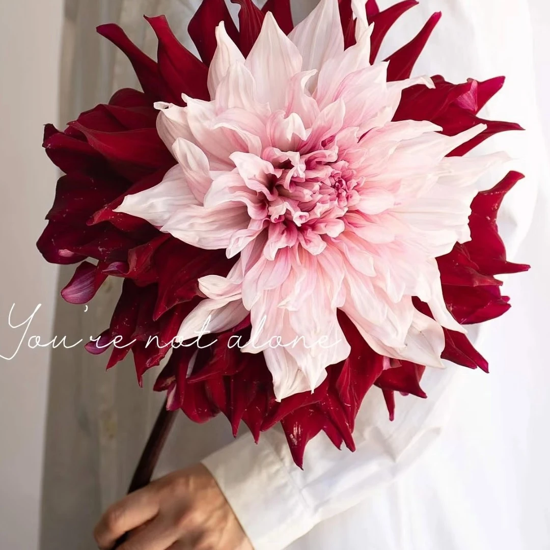 [花好月圆]进口大丽花多年生盆栽地栽送肥料