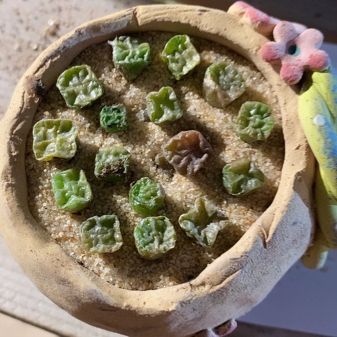 1364。   一组。 一组。方烧。