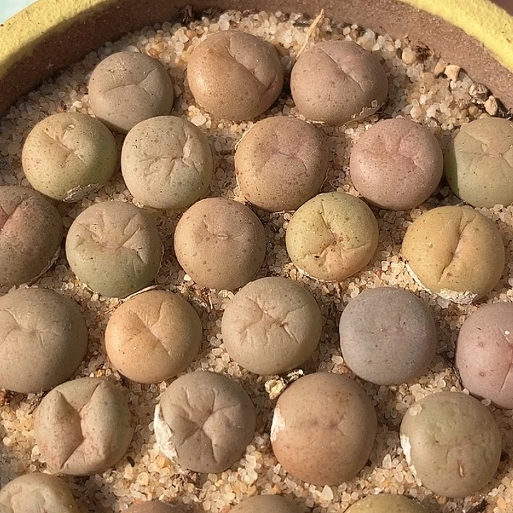 奶油小嘴杂v嘴一颗